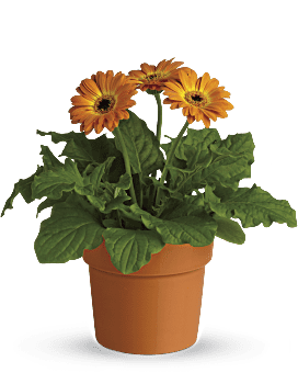 Rainbow Rays Potted Gerbera - Orange